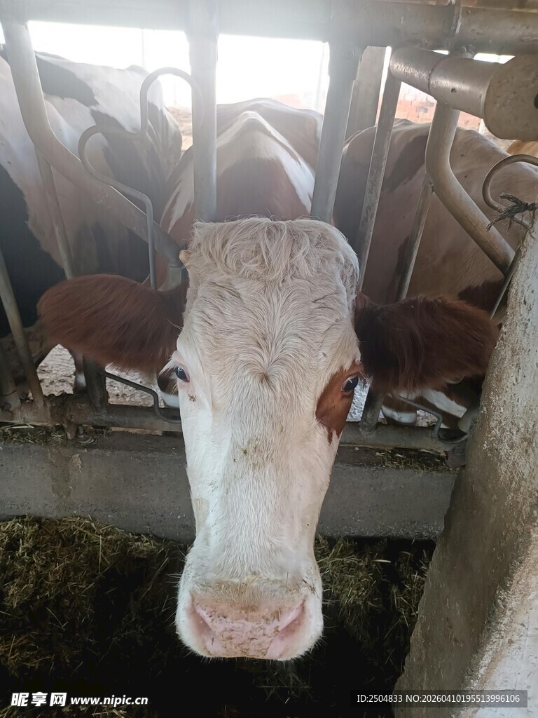 牛舍中探头而出的奶牛