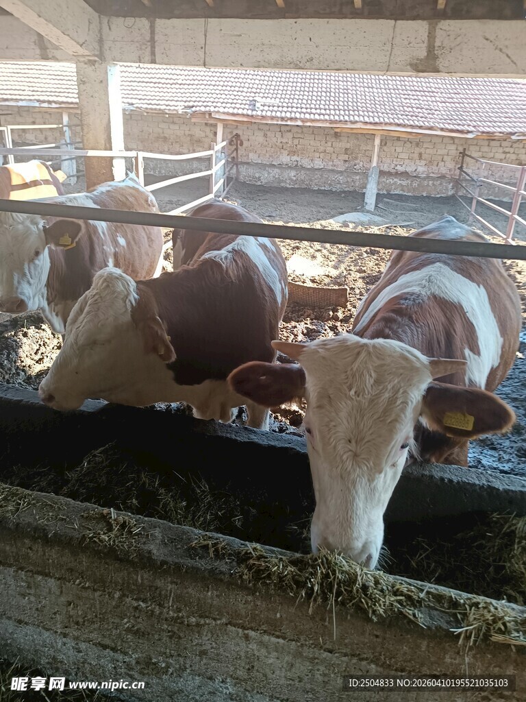 牛舍里进食的几头奶牛