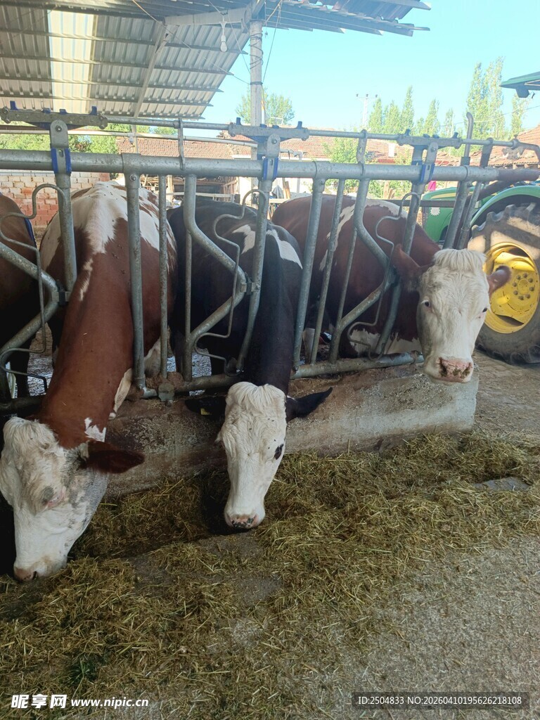 牛棚里进食的牛群