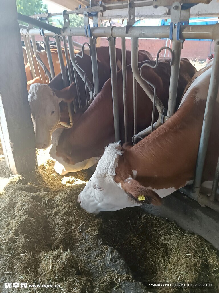 牛棚中进食的多头奶牛