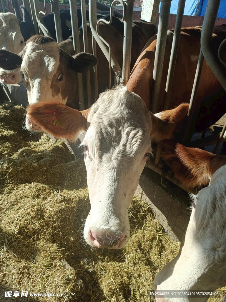 牛舍中的奶牛