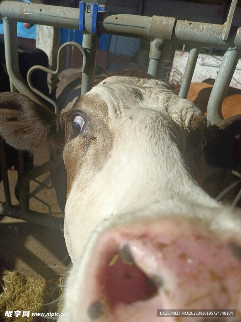 奶牛近景特写