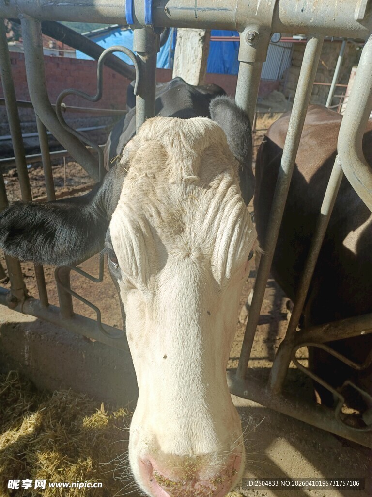 奶牛特写