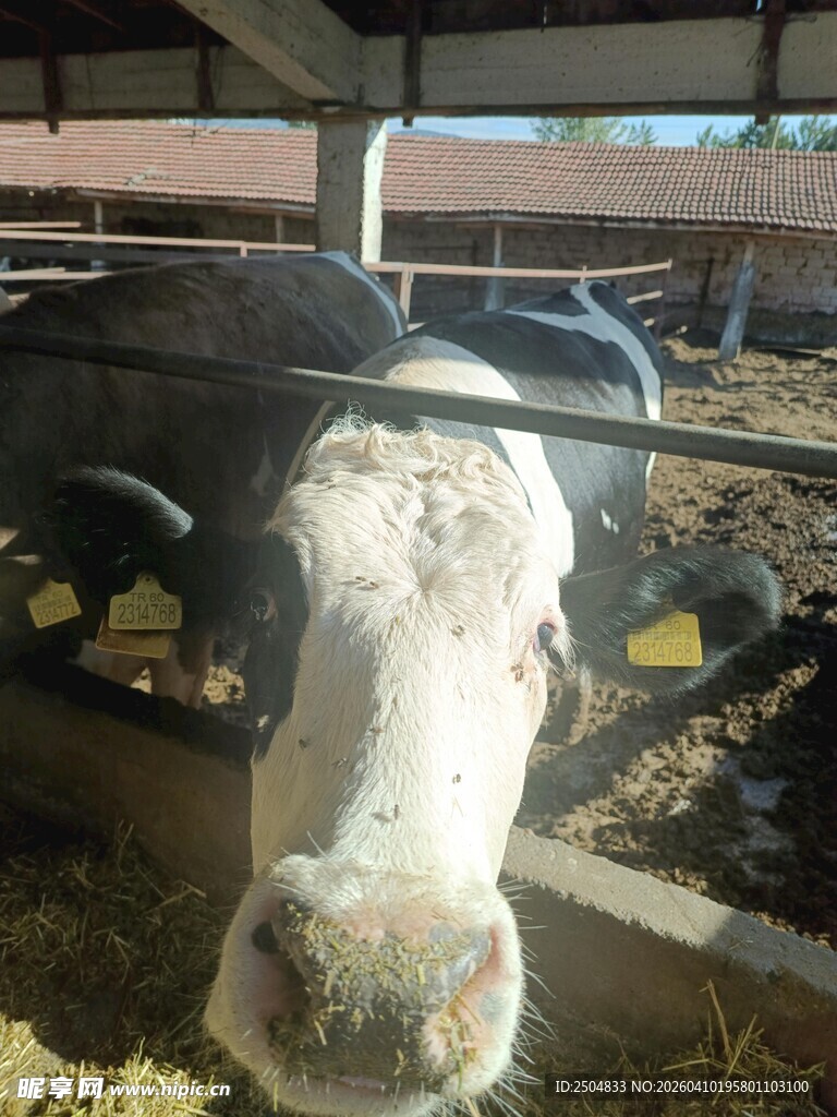 牛舍中的奶牛特写