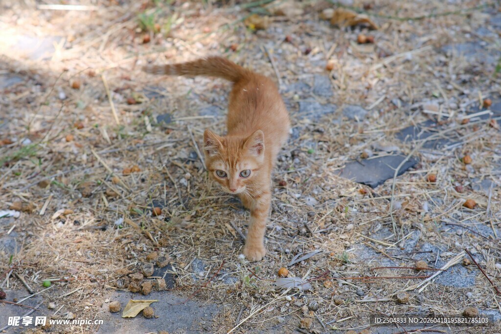 户外行走的橘色小猫
