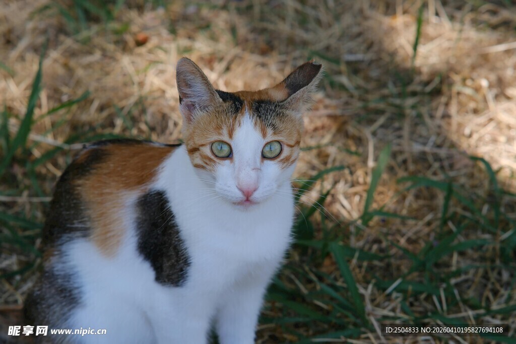 三色猫于草地惬意静立
