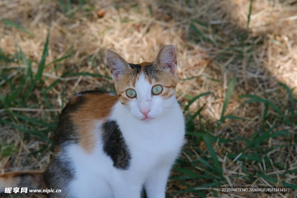 三色猫于草地安静端坐