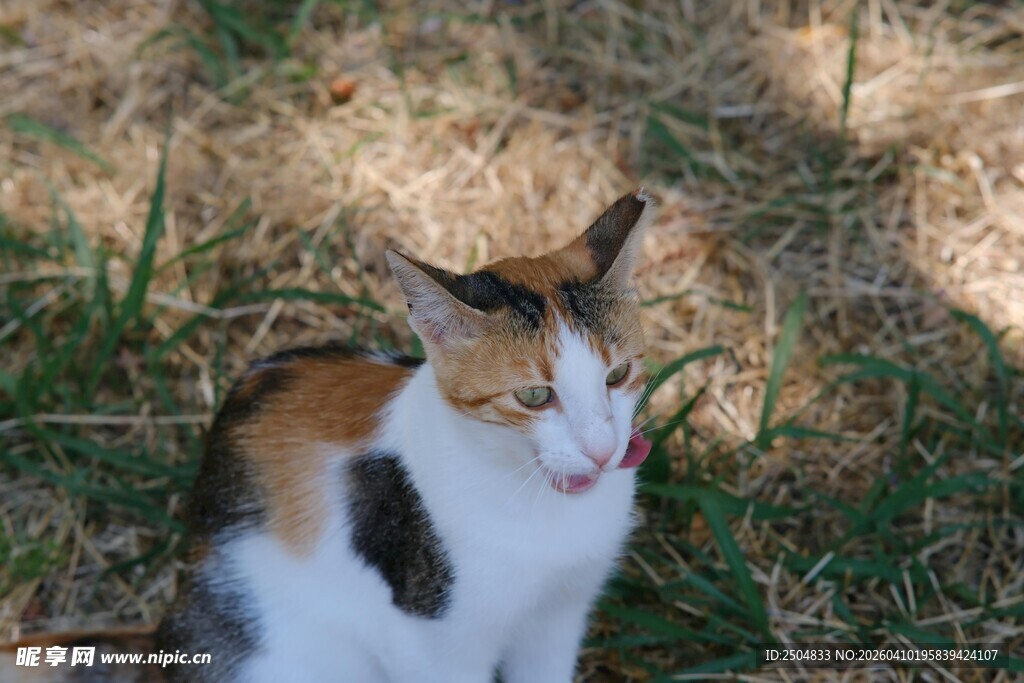三色猫于草地惬意休憩