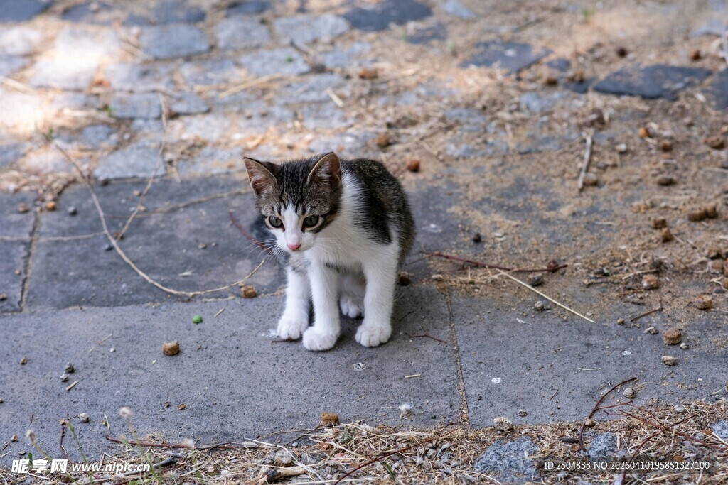 路边可爱小猫咪