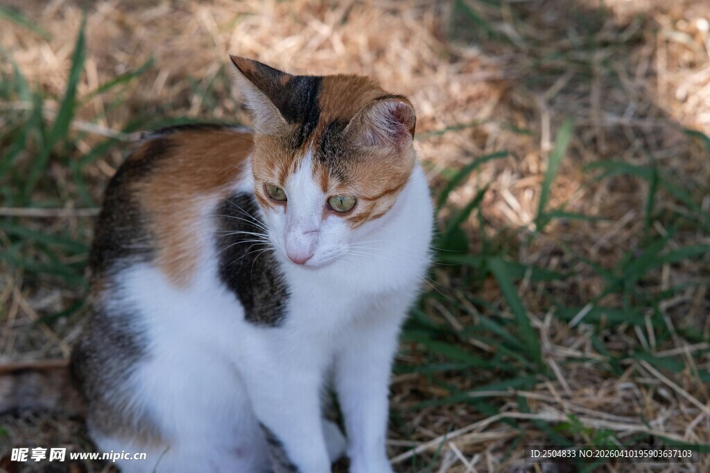 三色猫在草地上休憩
