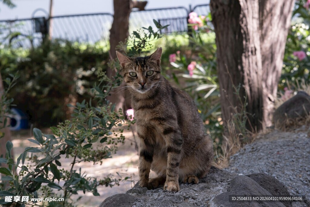 石上狸花猫 悠然望远方