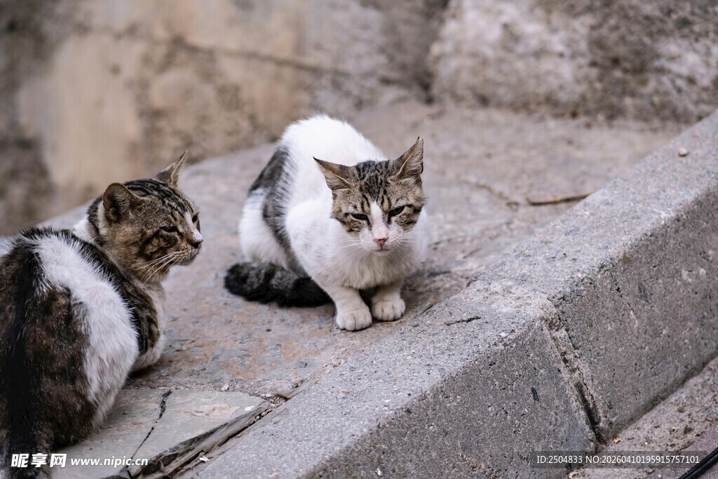 两只猫咪在石边互动