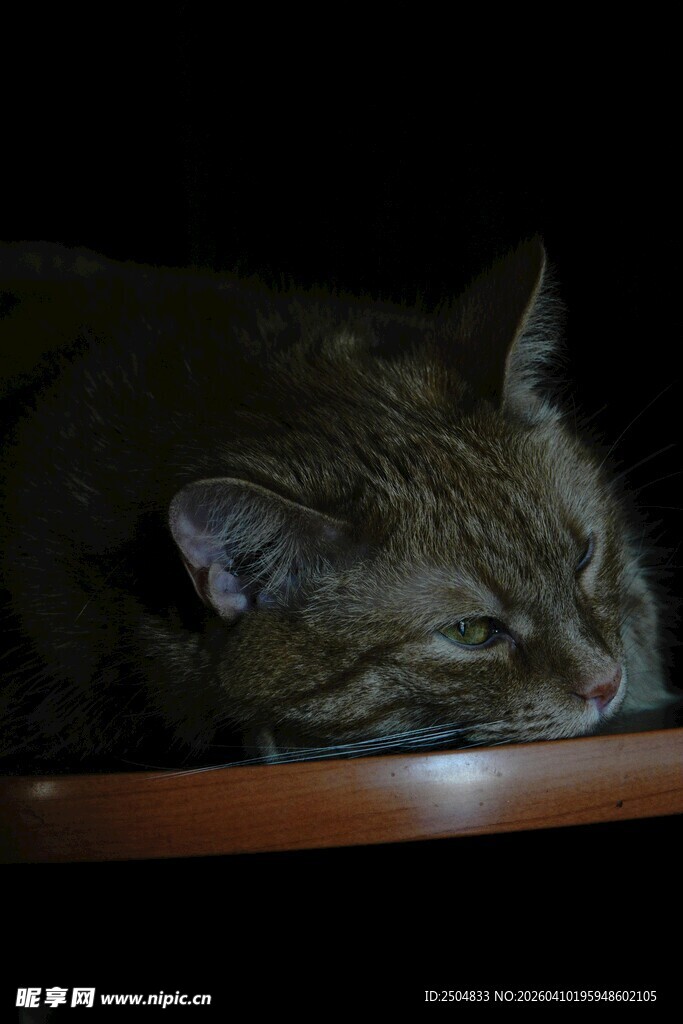 慵懒猫咪趴卧在木桌上