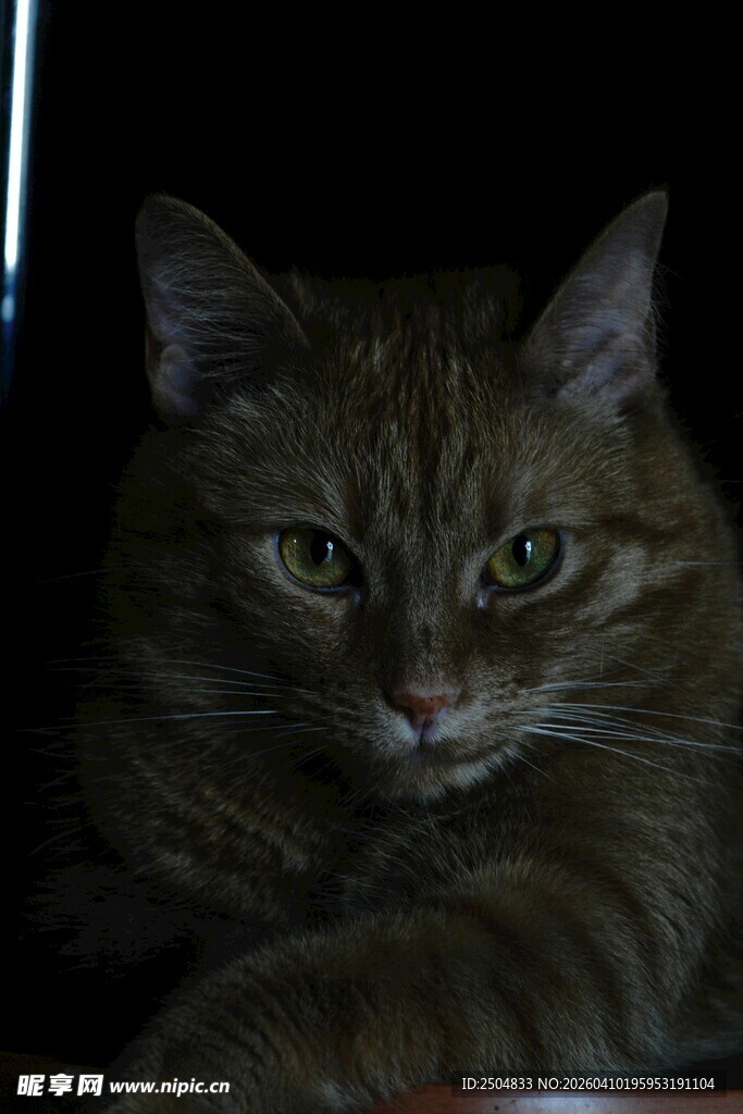 凝视的条纹猫咪