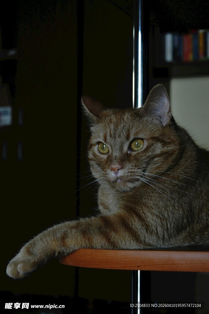 慵懒猫咪惬意趴于桌沿