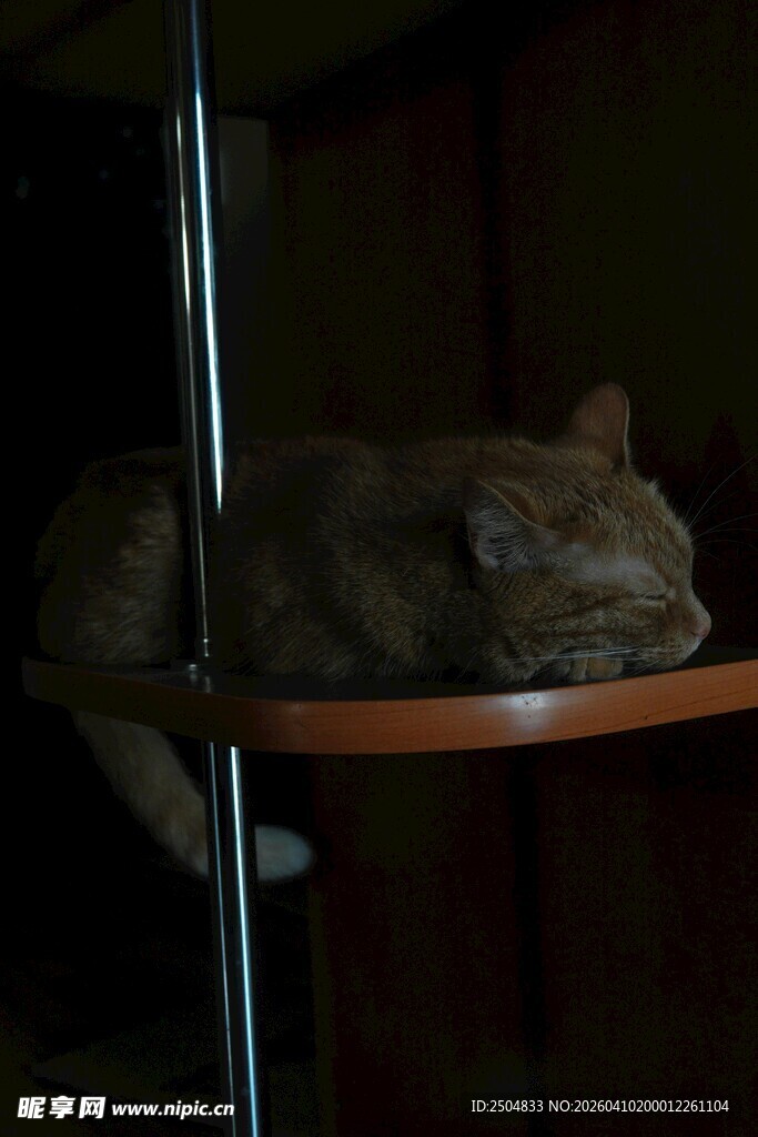 猫咪在木架上安静休憩