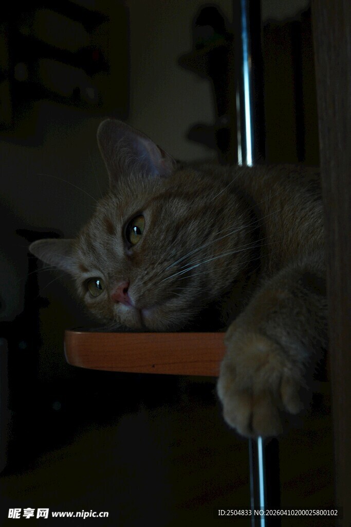 慵懒猫咪惬意趴卧