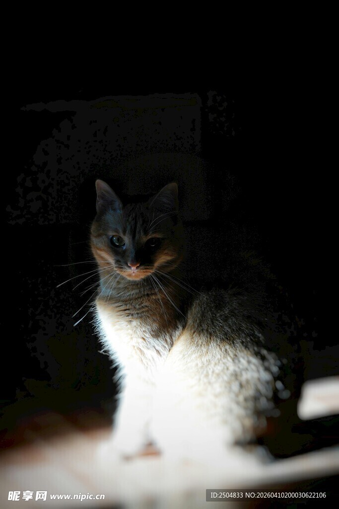 光影下的可爱猫咪