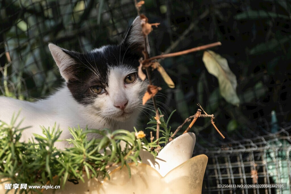 萌猫藏身绿植间