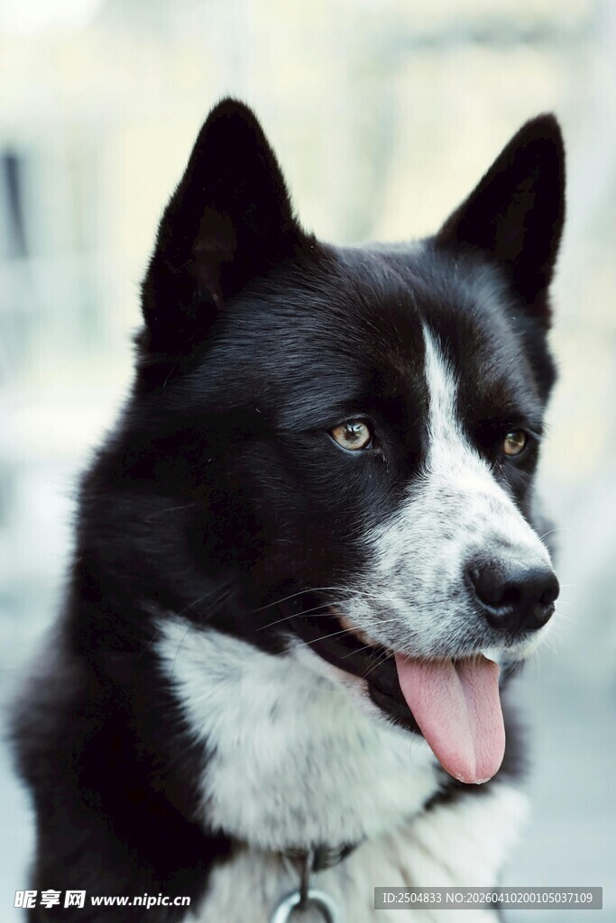 可爱黑白边牧吐舌卖萌