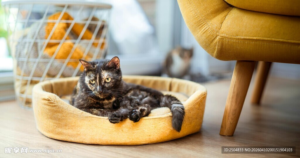 猫咪惬意躺卧在宠物床中