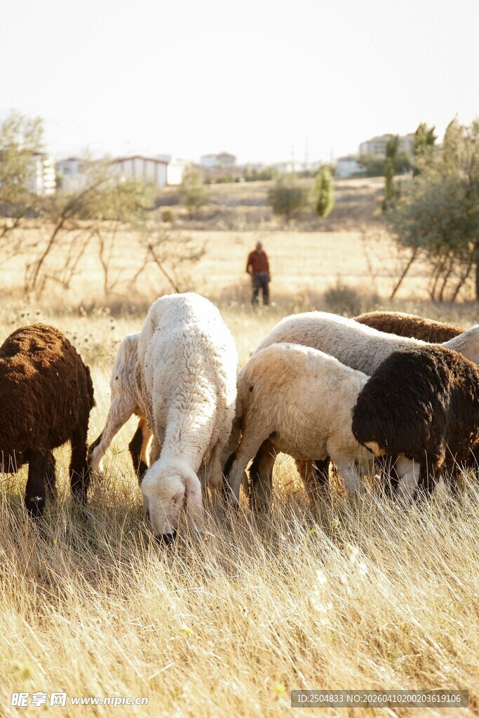 草原上的马群悠然吃草