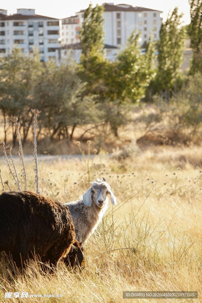 草原上的羊与远处建筑