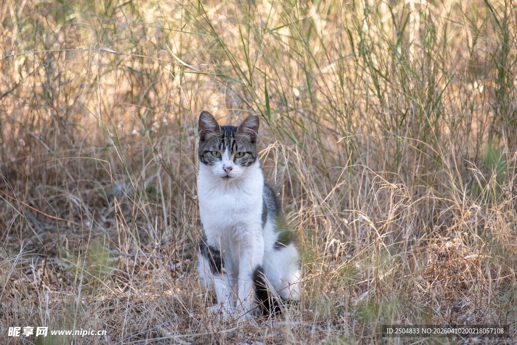 草地中的黑白猫咪