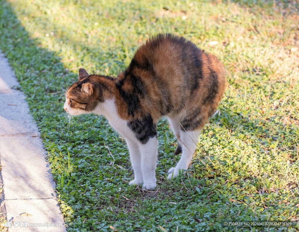 草地上的三色猫咪
