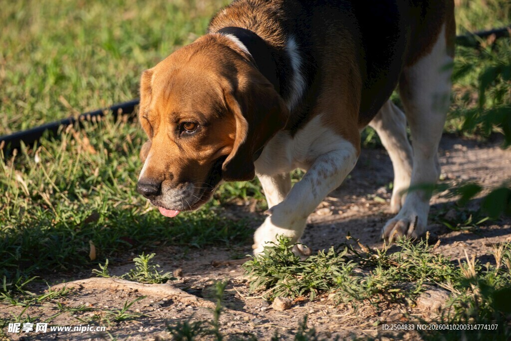 小猎犬在草地小径上行走