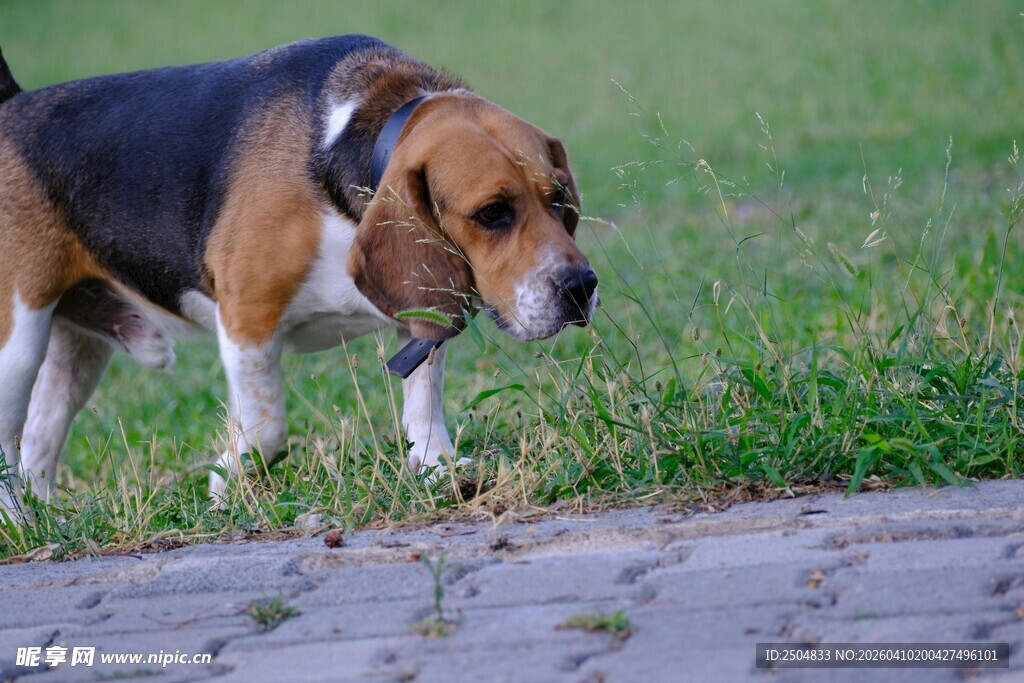比格犬嗅闻地面