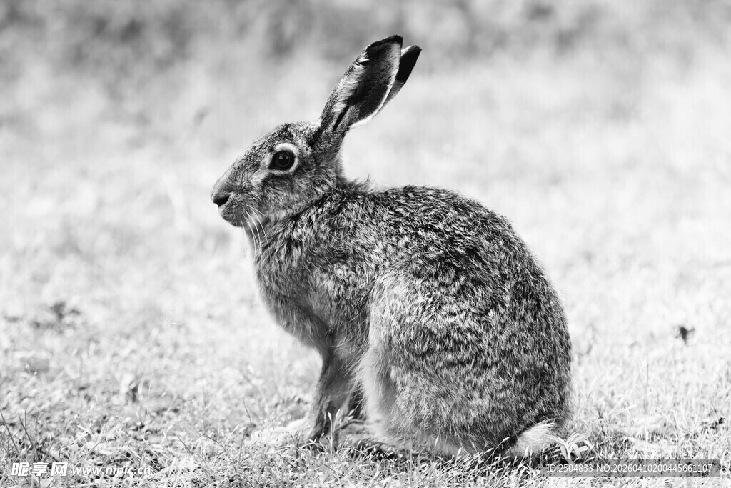 蹲坐的野兔