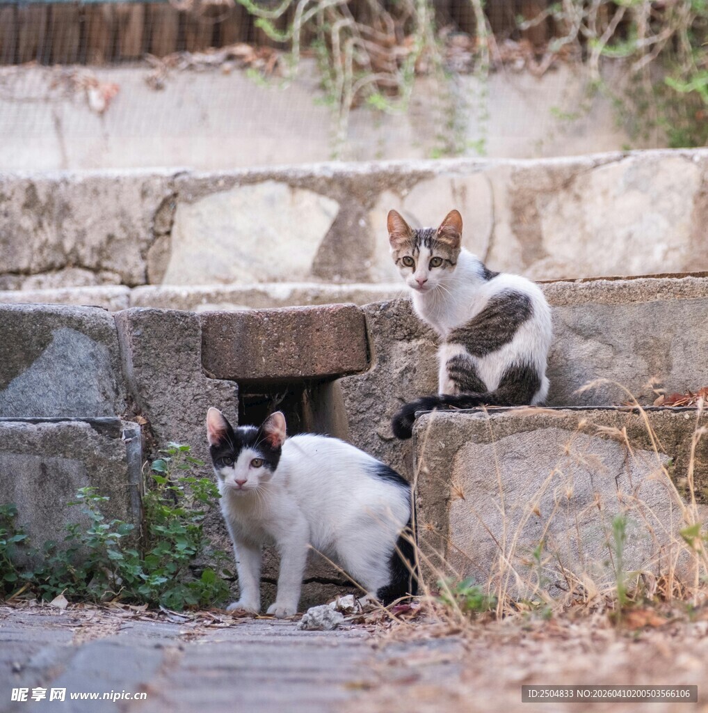 石堆旁的可爱猫咪