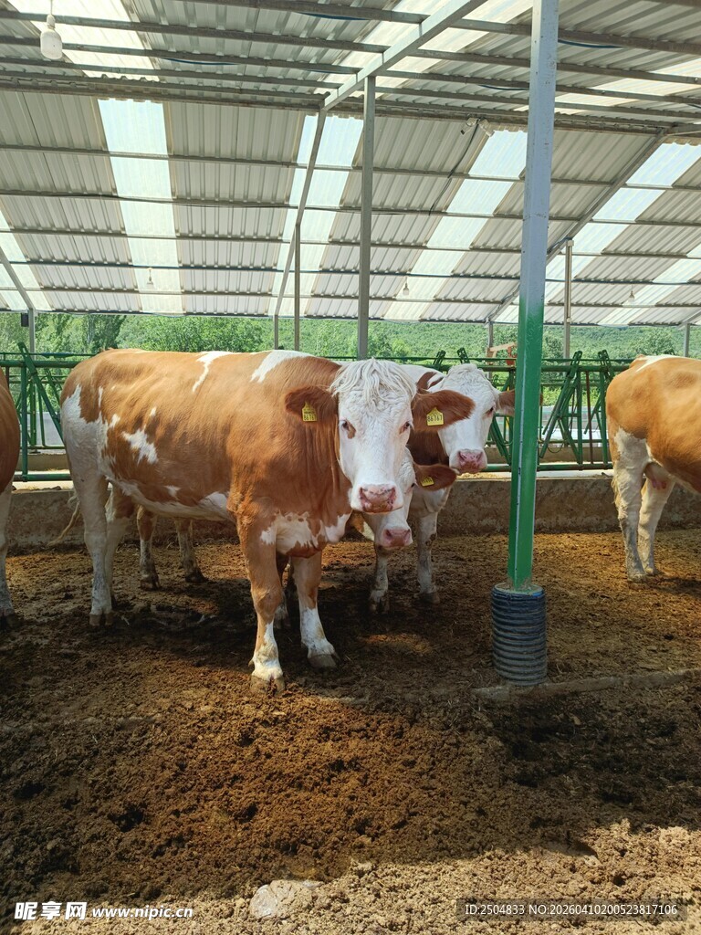 牛棚里的几头奶牛