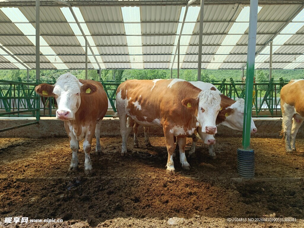 棚舍内的几头奶牛