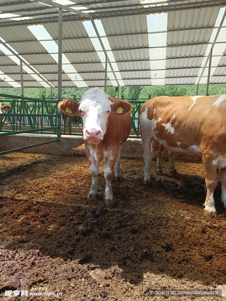 牛舍里的几头健壮肉牛