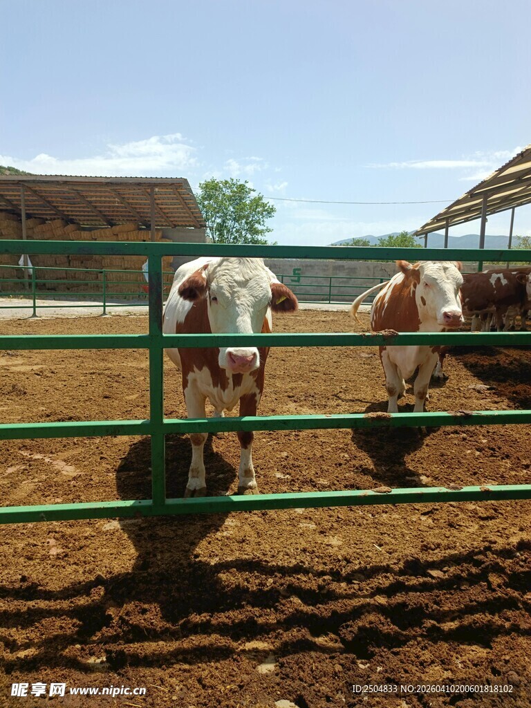 围栏内的两头牛