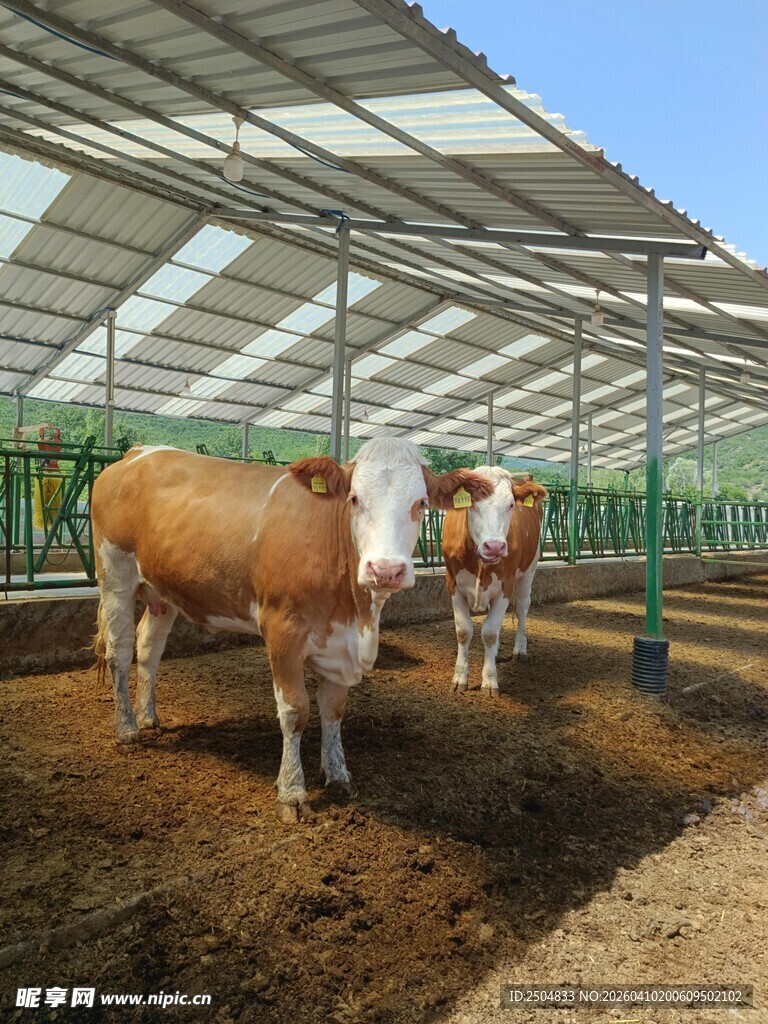 牛在现代化牛棚内站立