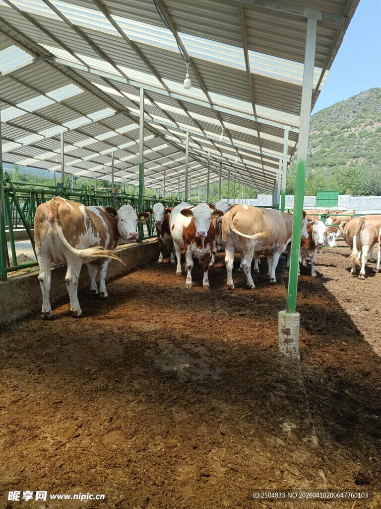 牛群在棚舍内休憩