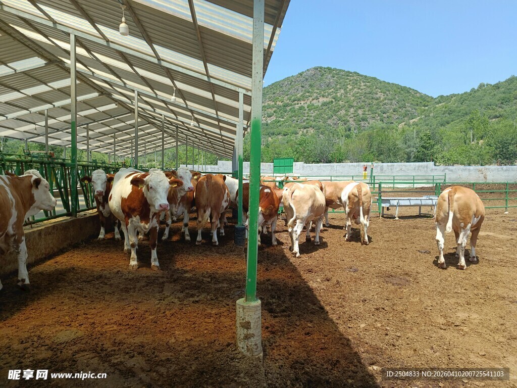 牛群在棚舍内活动场景