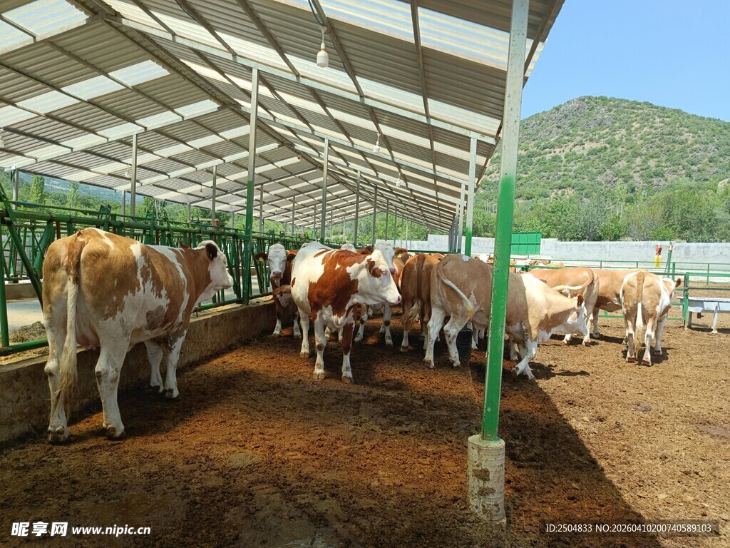 牛群在现代化棚舍内活动