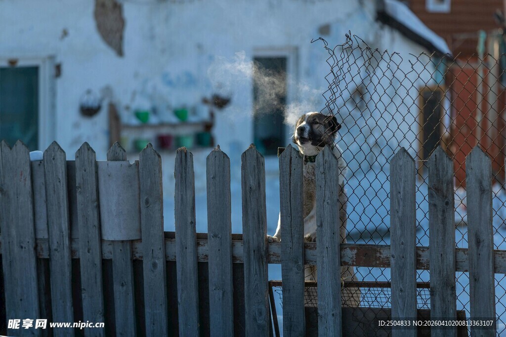 栅栏后好奇张望的猫咪