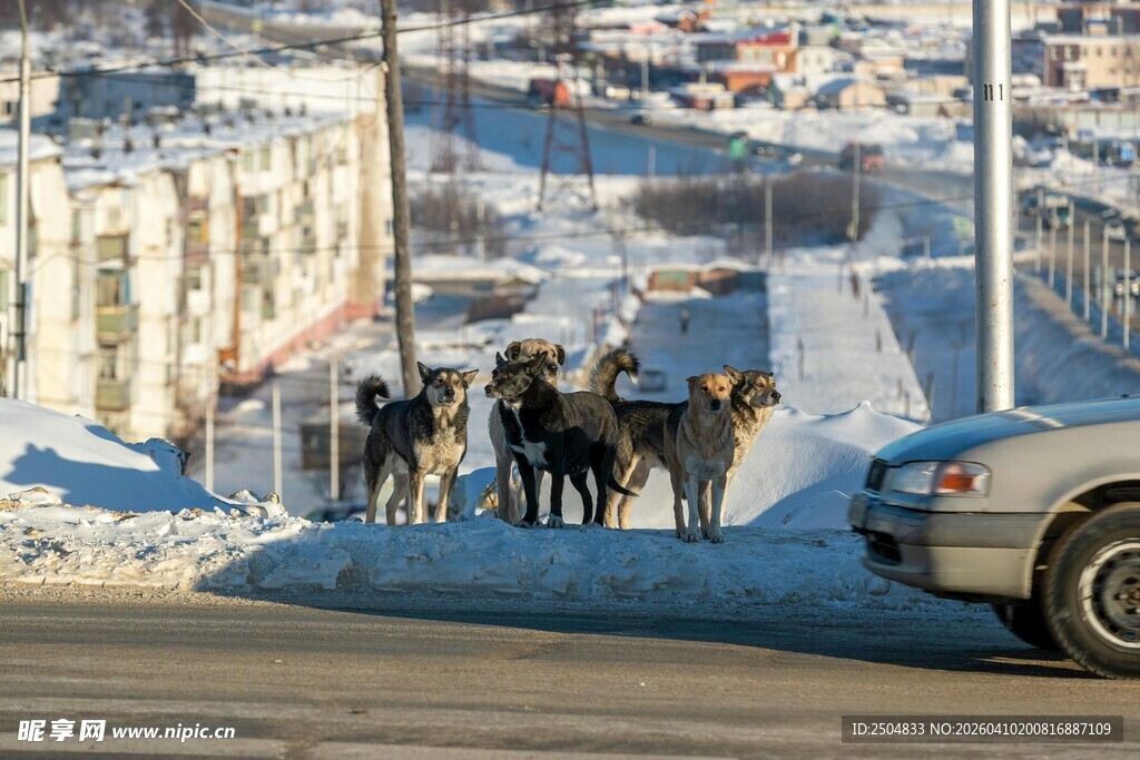 雪地旁的狗群与车辆