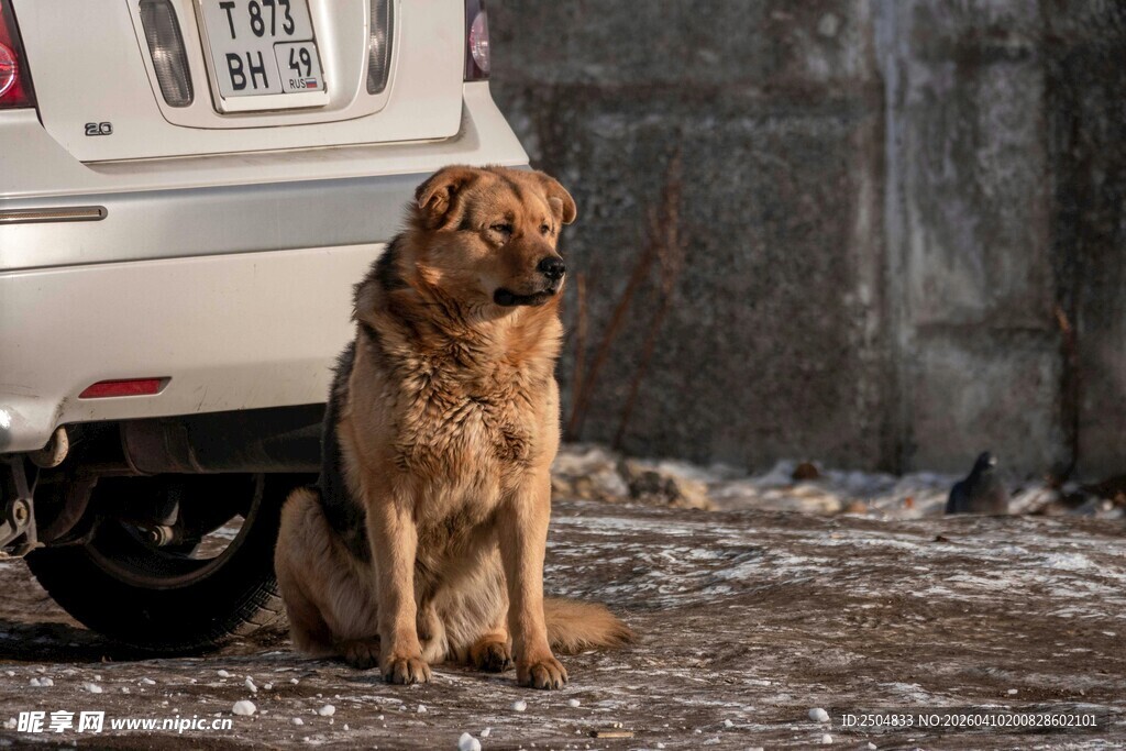 路边独坐的棕色大狗