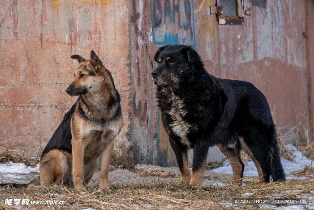 两只威武的德国牧羊犬