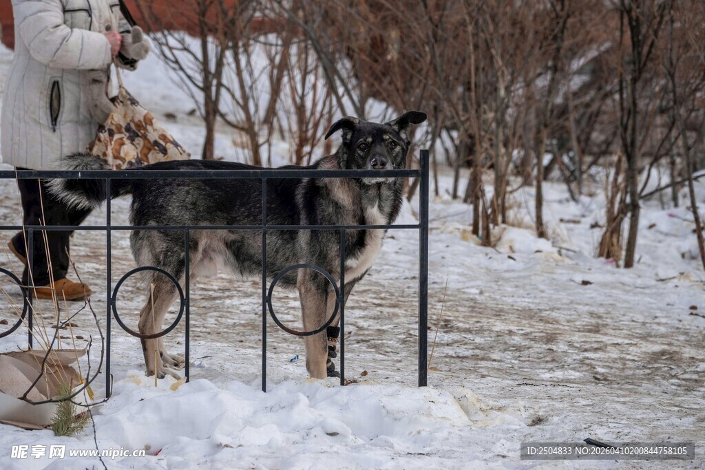 雪地中站立的大狗