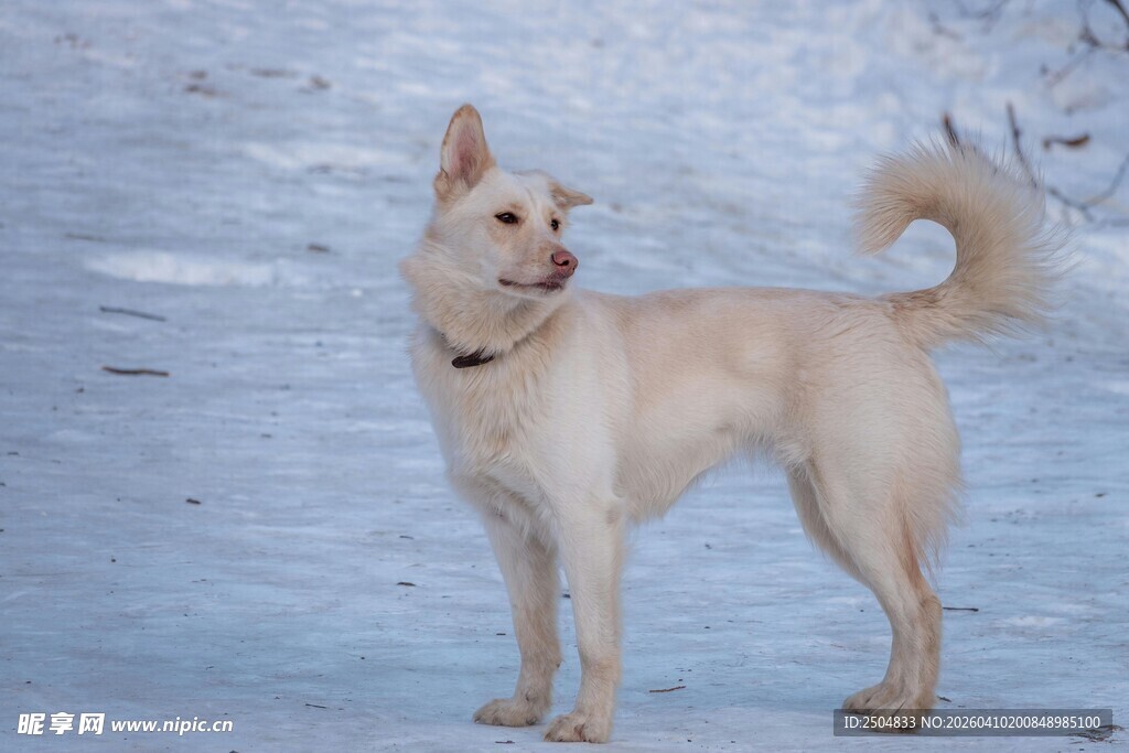 雪地中的浅色狗狗