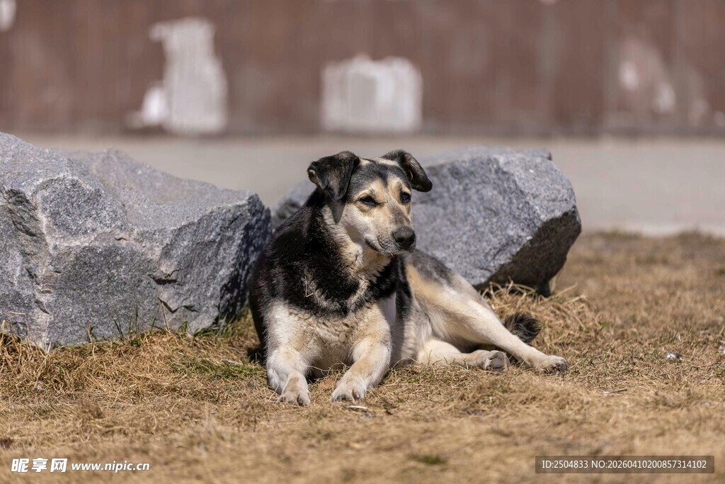 草地卧躺的黑白毛发狗狗