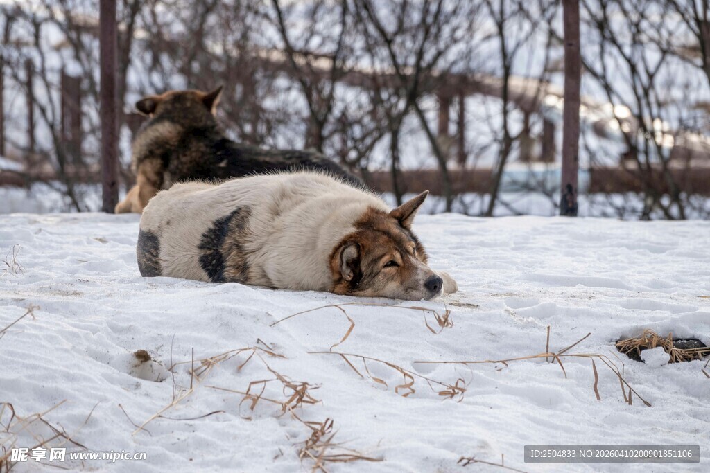 雪地中的狮子与老虎