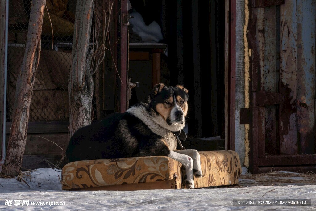雪地中休憩的狗狗
